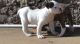 American Bulldog Puppies for sale in Scottsdale, AZ, USA. price: $300