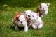 American Bulldog Puppies for sale in Berkeley, CA, USA. price: NA