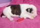 American Bulldog Puppies for sale in Lexington, KY, USA. price: NA