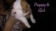 American Bulldog Puppies for sale in Flint, MI, USA. price: NA