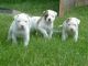 American Bulldog Puppies for sale in Beaver Creek, CO 81620, USA. price: NA