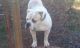American Bulldog Puppies for sale in Charlotte, NC, USA. price: $500
