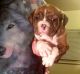 American Bulldog Puppies for sale in Kaysville, UT 84037, USA. price: $900