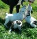 American Bulldog Puppies for sale in Quinlan, TX 75474, USA. price: NA