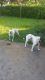 American Bulldog Puppies for sale in Miami Gardens, FL, USA. price: $400