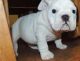 American Bulldog Puppies for sale in New York, NY, USA. price: NA