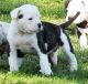 American Bulldog Puppies for sale in Daly City, CA, USA. price: NA