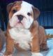 American Bulldog Puppies for sale in Kent, WA, USA. price: NA