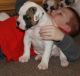 American Bulldog Puppies for sale in Daly City, CA, USA. price: NA