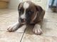 American Bulldog Puppies for sale in Vaughan, ON, Canada. price: $1,500
