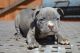 American Bulldog Puppies for sale in Hamilton Township, NJ, USA. price: NA