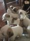American Bulldog Puppies for sale in Ajax, ON, Canada. price: $500