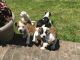 American Bulldog Puppies for sale in Greensboro, NC, USA. price: NA