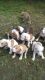 American Bulldog Puppies for sale in Augusta, GA, USA. price: NA