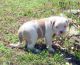 American Bulldog Puppies for sale in Eugene, OR, USA. price: NA
