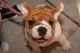 American Bulldog Puppies for sale in Arizona City, AZ 85123, USA. price: NA