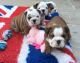 American Bulldog Puppies for sale in Washington, DC, USA. price: NA