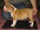 American Bulldog Puppies for sale in Washington, DC, USA. price: $300