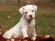 American Bulldog Puppies for sale in North Las Vegas, NV, USA. price: $700