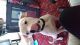 American Bulldog Puppies for sale in Georgetown, GA, USA. price: NA