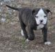 American Bulldog Puppies for sale in Cotuit, Barnstable, MA 02635, USA. price: NA