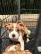 American Bulldog Puppies for sale in Clarksville, TN, USA. price: NA