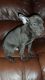American Bulldog Puppies for sale in Alamogordo, NM 88310, USA. price: NA