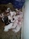 American Bulldog Puppies for sale in Fort Worth, TX, USA. price: $650