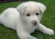 American Bulldog Puppies for sale in Escondido, CA, USA. price: $500