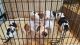 American Bulldog Puppies for sale in East Los Angeles, CA, USA. price: NA