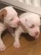 American Bulldog Puppies for sale in East Los Angeles, CA, USA. price: NA