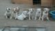 American Bulldog Puppies for sale in Murrieta, CA, USA. price: NA
