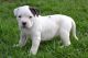 American Bulldog Puppies for sale in Rosamond, CA, USA. price: NA