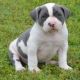 American Bulldog Puppies for sale in Ducor, CA 93218, USA. price: NA