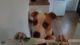 American Bulldog Puppies for sale in Burbank, CA, USA. price: NA