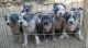 American Bulldog Puppies for sale in Burbank, CA, USA. price: NA