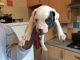 American Bulldog Puppies for sale in Fresno, CA, USA. price: NA