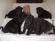 American Bulldog Puppies for sale in Sacramento, CA, USA. price: NA