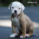 American Bulldog Puppies for sale in Warrenton, VA, USA. price: NA