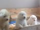 American Bulldog Puppies for sale in Spokane, WA, USA. price: NA