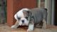 American Bulldog Puppies for sale in Bakersfield, CA, USA. price: NA