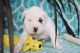 American Bulldog Puppies for sale in Canton, OH, USA. price: NA