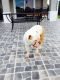 American Bulldog Puppies for sale in Redland Rd, Homestead, FL, USA. price: NA