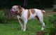 American Bulldog Puppies for sale in Minnesota St, St Paul, MN 55101, USA. price: NA