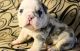 American Bulldog Puppies for sale in Texas Rd, Monroe Township, NJ 08831, USA. price: NA