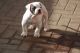 American Bulldog Puppies for sale in AR-98, Emerson, AR 71740, USA. price: NA