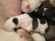 American Bulldog Puppies for sale in Plymouth, MA, USA. price: $550