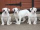 American Bulldog Puppies for sale in Round Rock Ave, Round Rock, TX, USA. price: NA