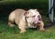 American Bulldog Puppies for sale in NJ-38, Cherry Hill, NJ 08002, USA. price: NA