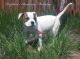 American Bulldog Puppies for sale in Forsyth County, NC, USA. price: NA